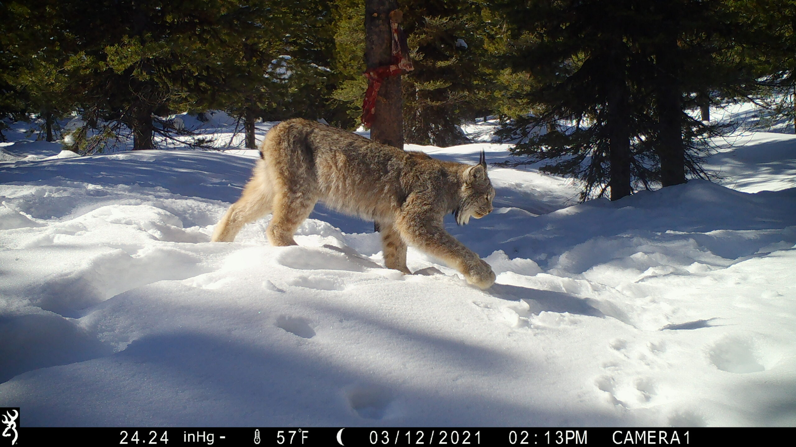 Tracking Rare Carnivores
