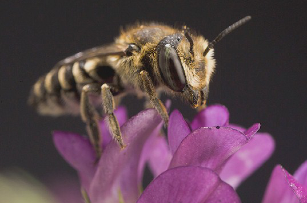 Pesticides and Pollinators