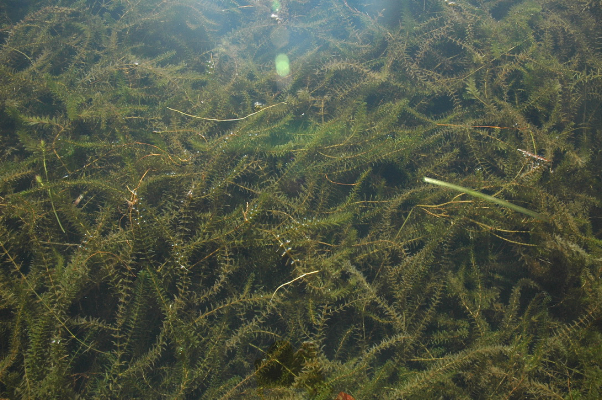 Noxious Weeds and the Environment: A Bigger Picture