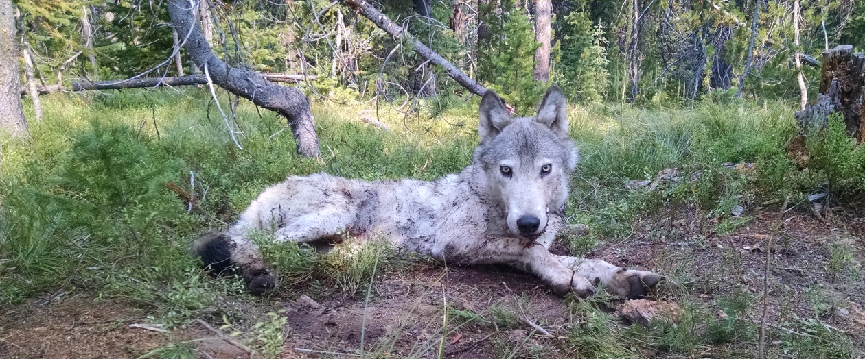 Potomac rancher Denny Iverson shares the Blackfoot wolf experience with Colorado