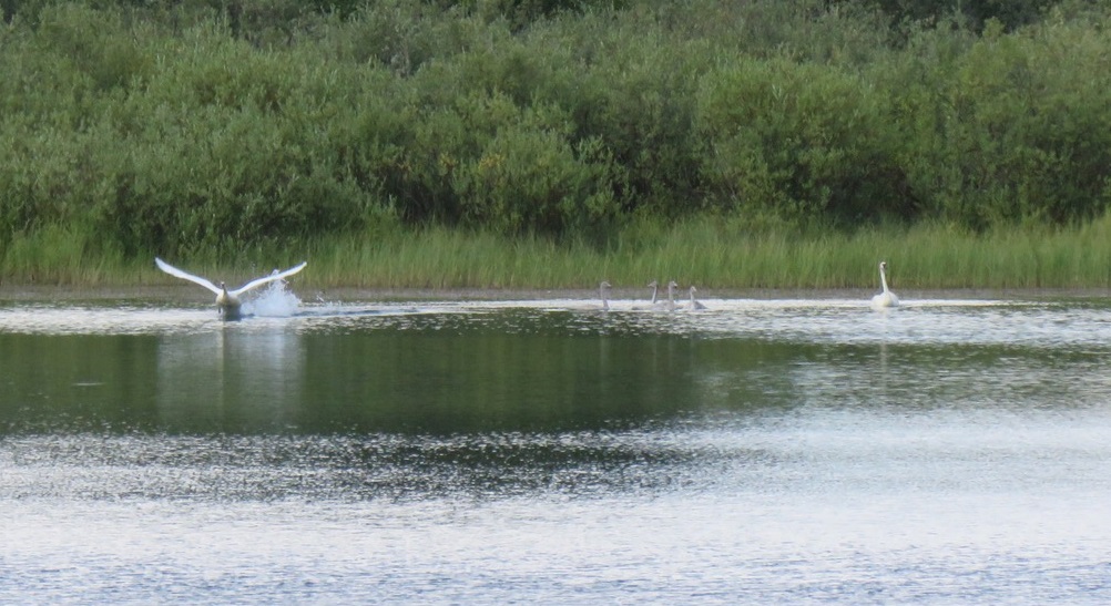 Trumpeter Swans and Montana’s Common Loon