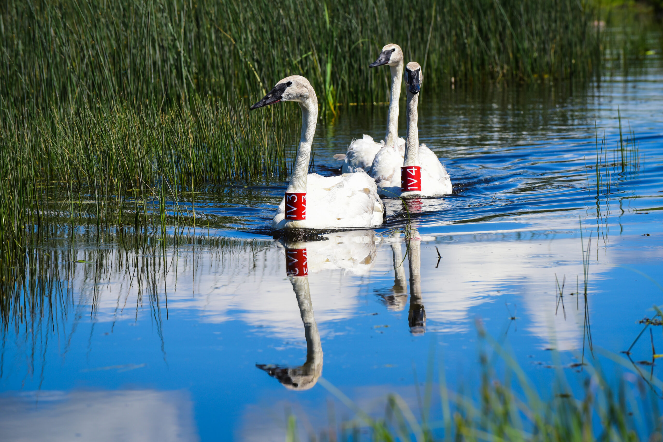 Avian Flu Becomes a Concern for Trumpeter Swans