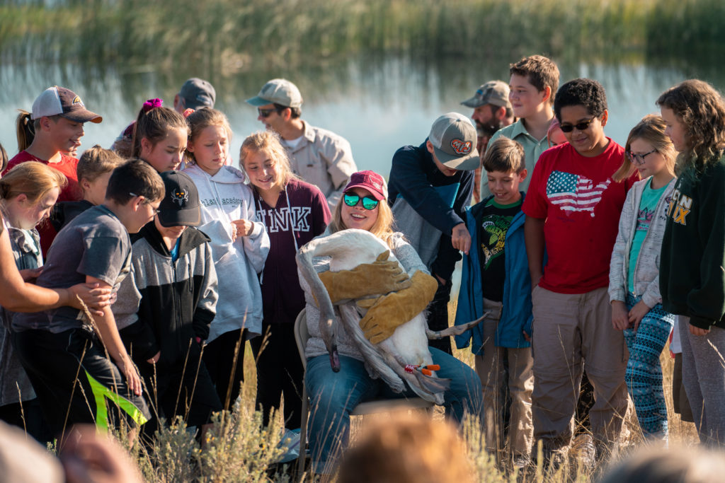 Lincoln students attend the annual Trumpeter Swan Release. Photo by Anthony Pavkovich.
