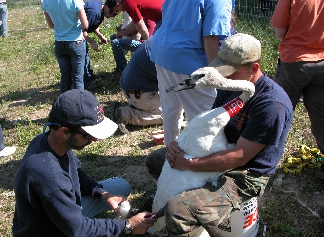 Tagging a swan with neck and leg bands prior to release.